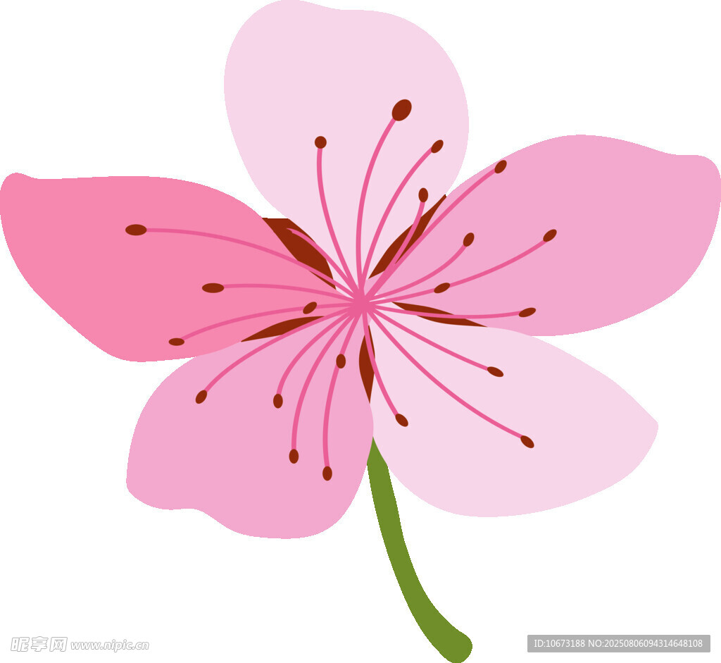粉色櫻花花朵插畫