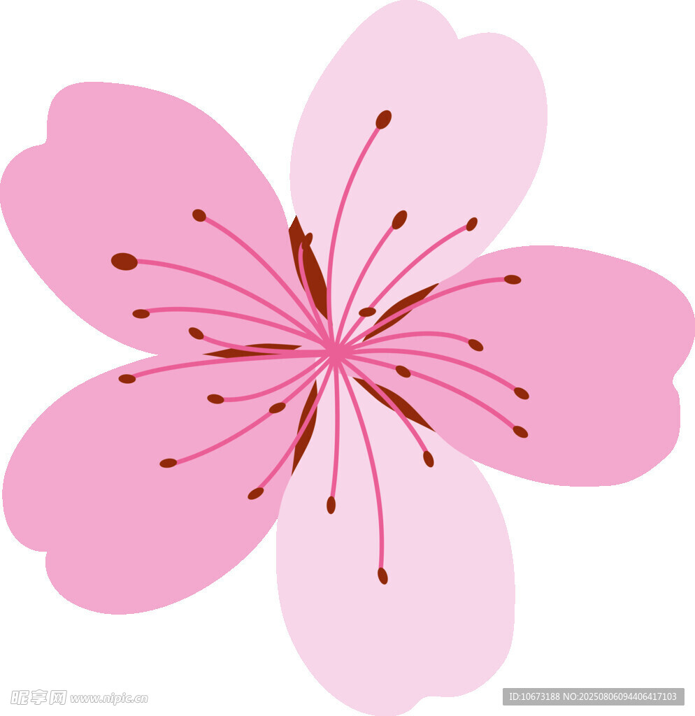 粉色櫻花花朵插畫