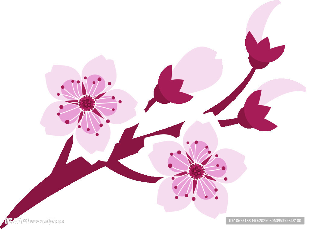 粉色櫻花花枝插畫