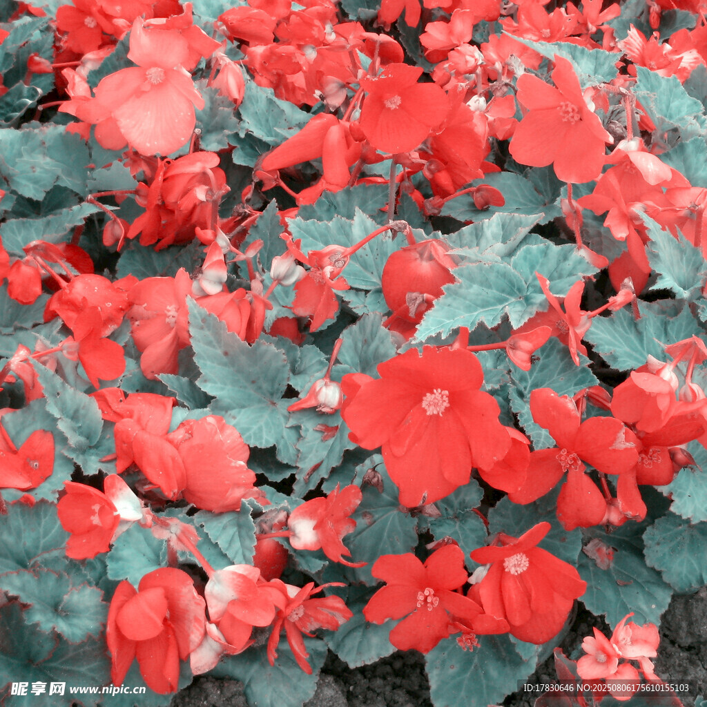 鮮艷紅色秋海棠花卉特寫
