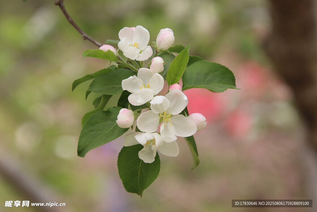 枝頭綻放的白色蘋(píng)果花