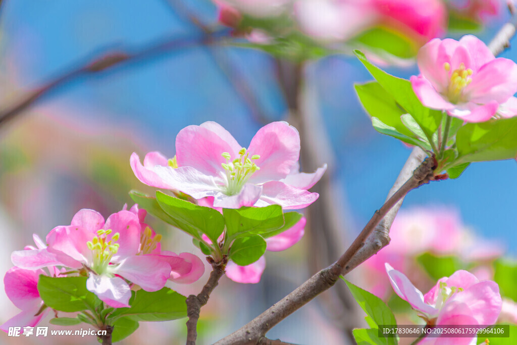 嬌艷盛開(kāi)的粉色花卉