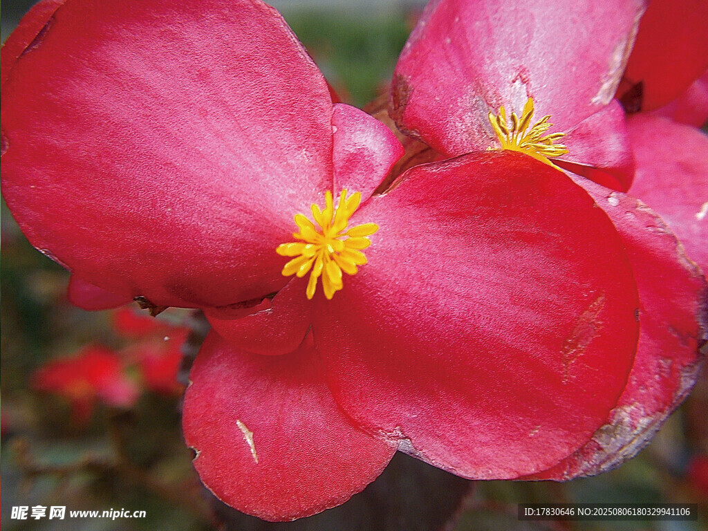 嬌艷欲滴的紅色秋海棠花