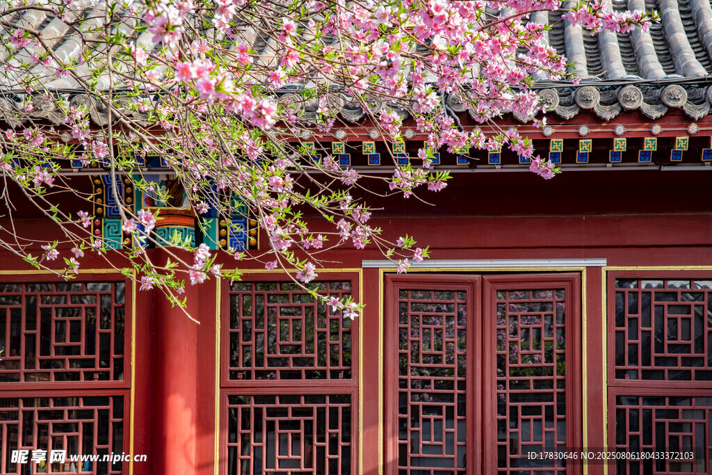 古建旁繁花綻放