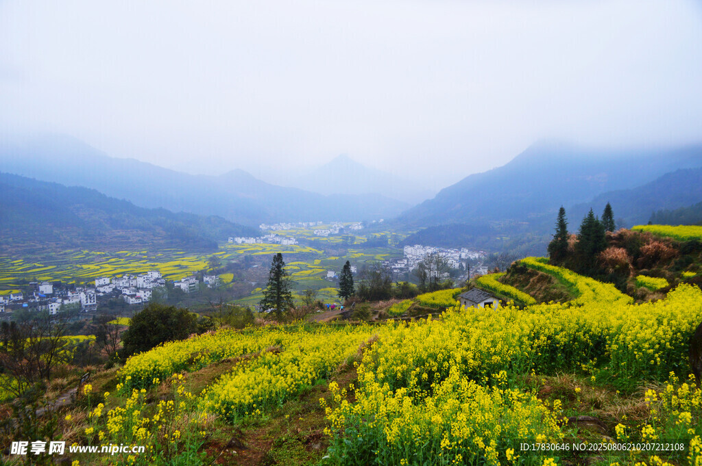山間油菜花海中的村落