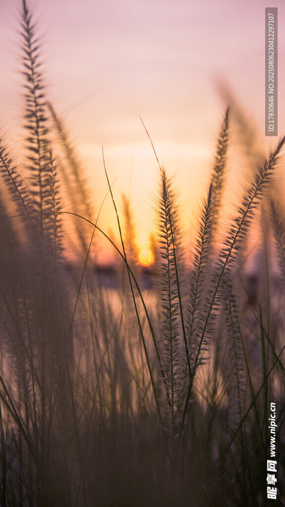 夕陽下的蘆葦美景