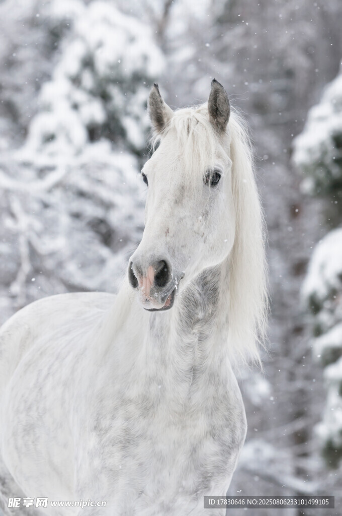 雪地中的優(yōu)雅白馬
