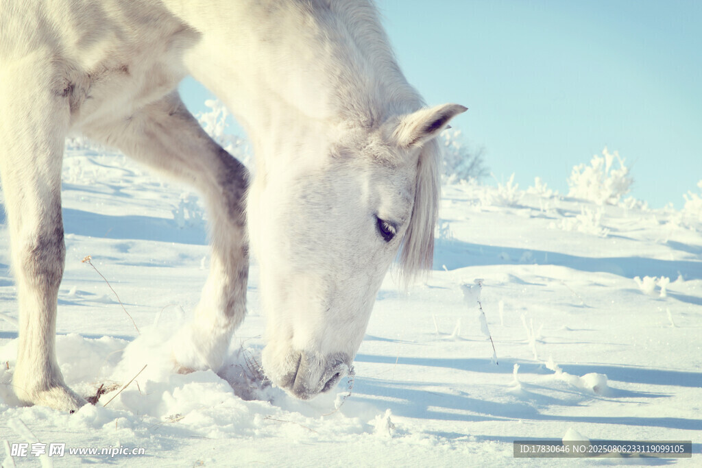 雪地中低頭的白馬