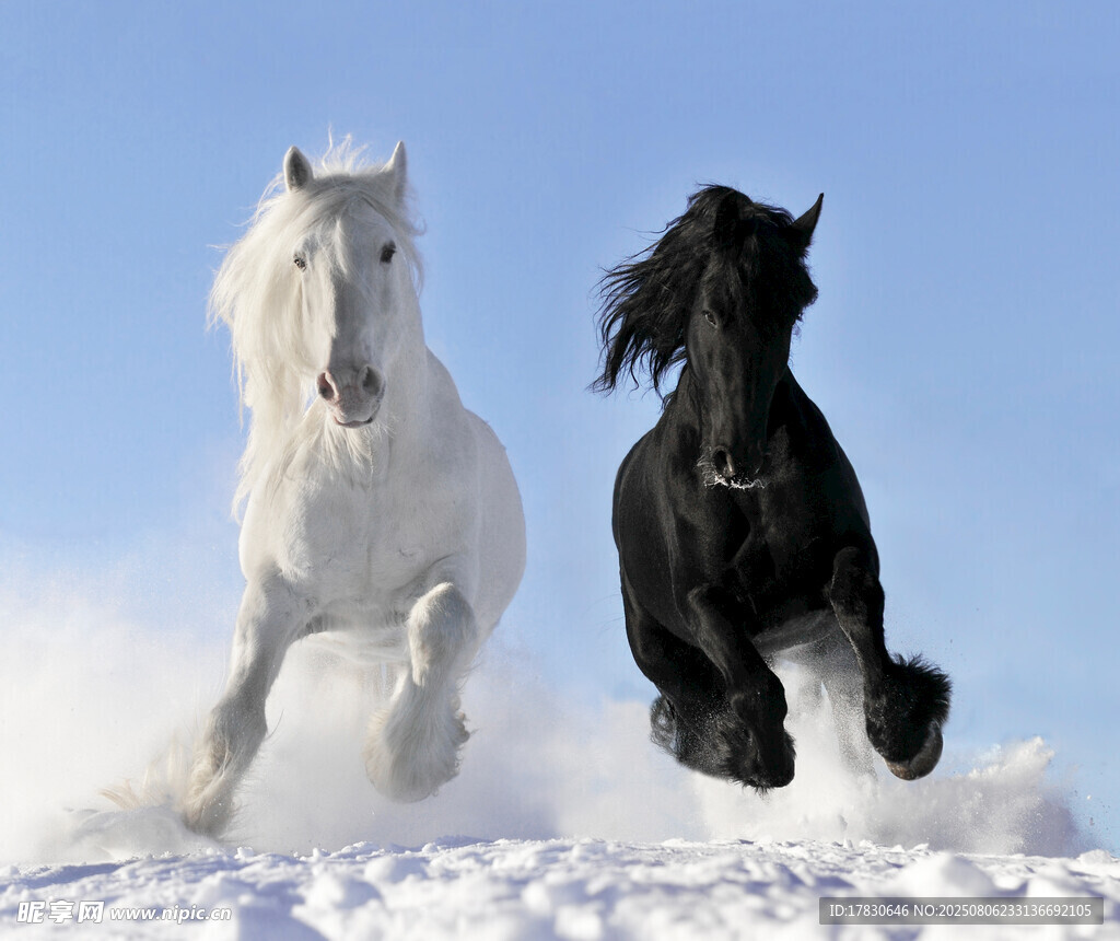 雪地中奔騰的黑白雙馬