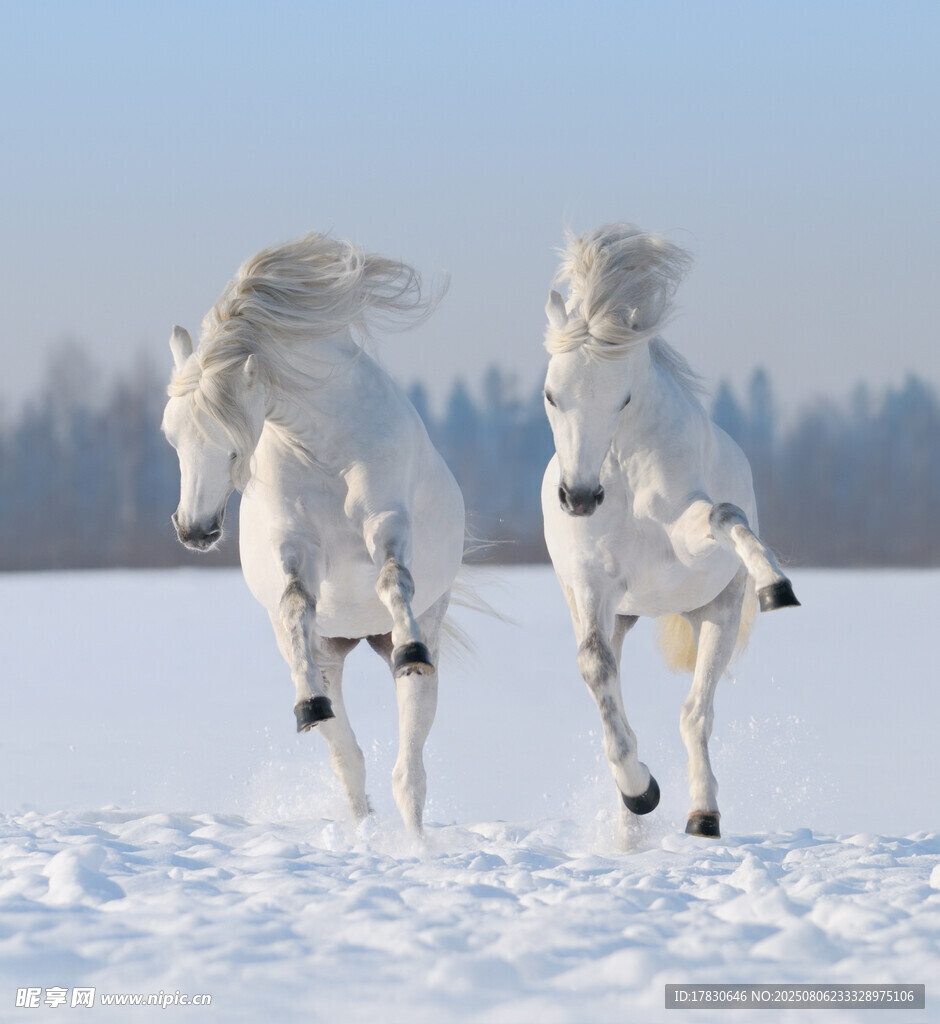 雪地中奔騰的兩匹白馬