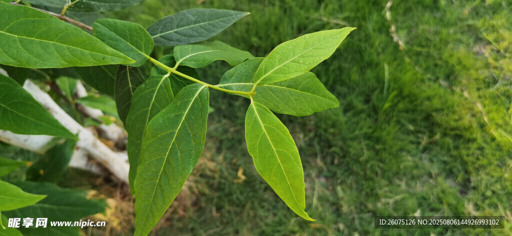 嫩綠葉片特寫