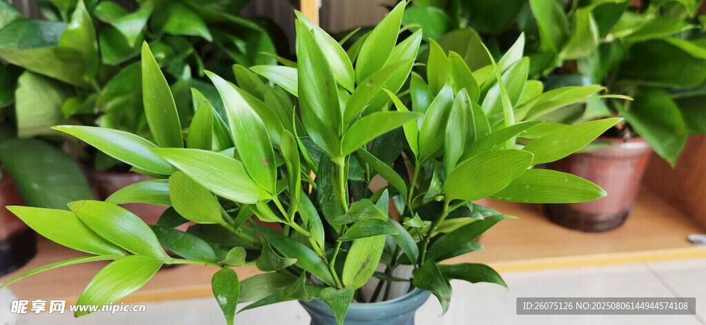 室內(nèi)翠綠盆栽植物展示