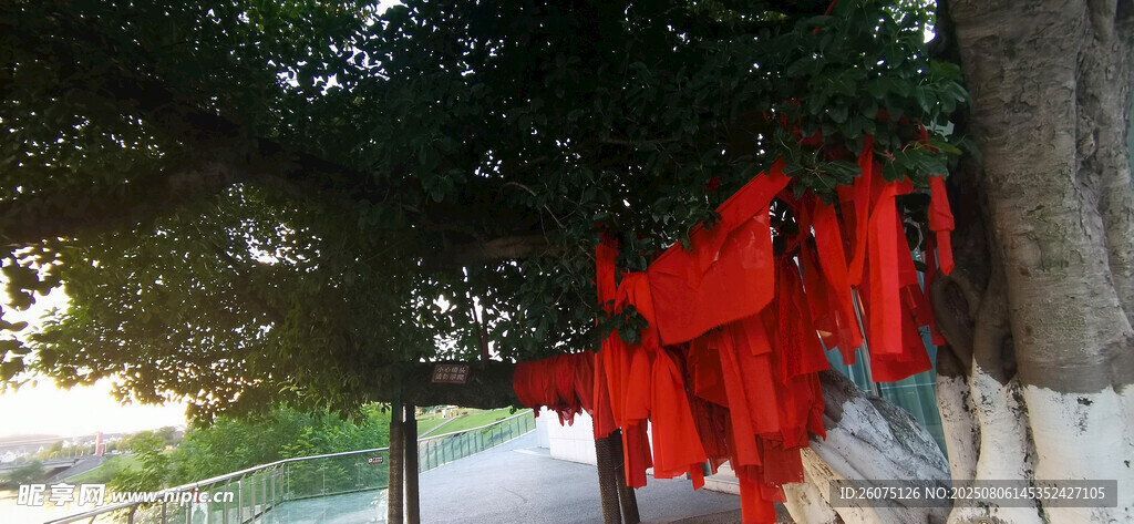 戶外古樹上的紅色祈福布條景觀