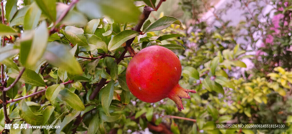 枝頭石榴綠意環(huán)繞