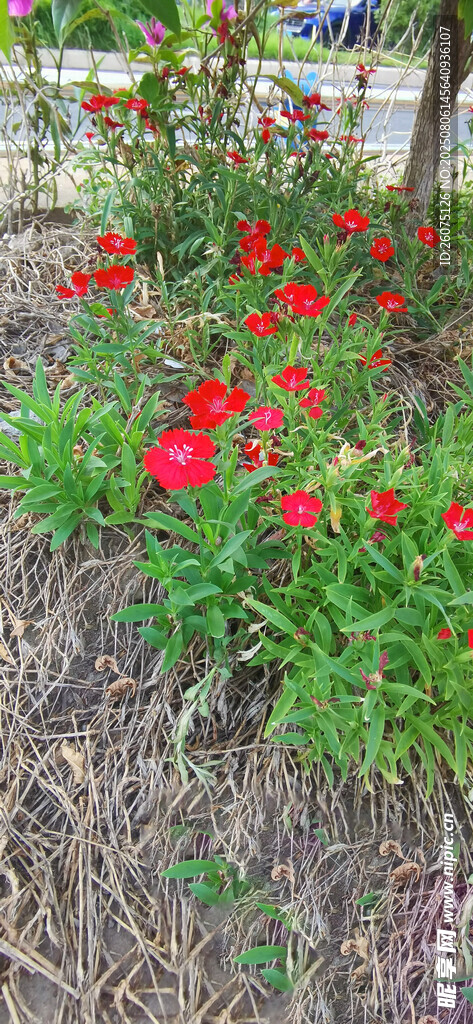 鮮艷紅色石竹花綻放于綠植間