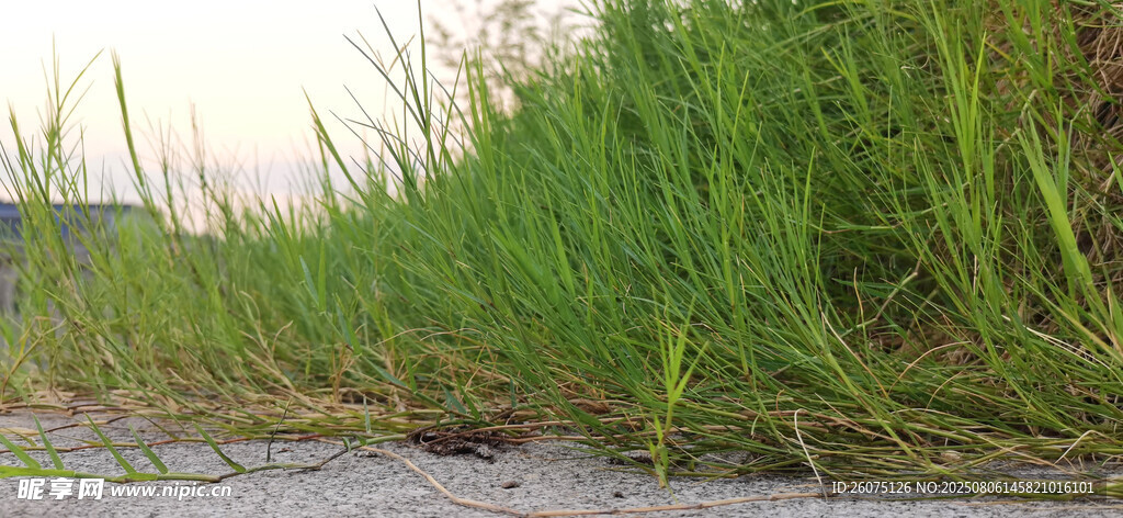 岸邊綠草與水邊景象