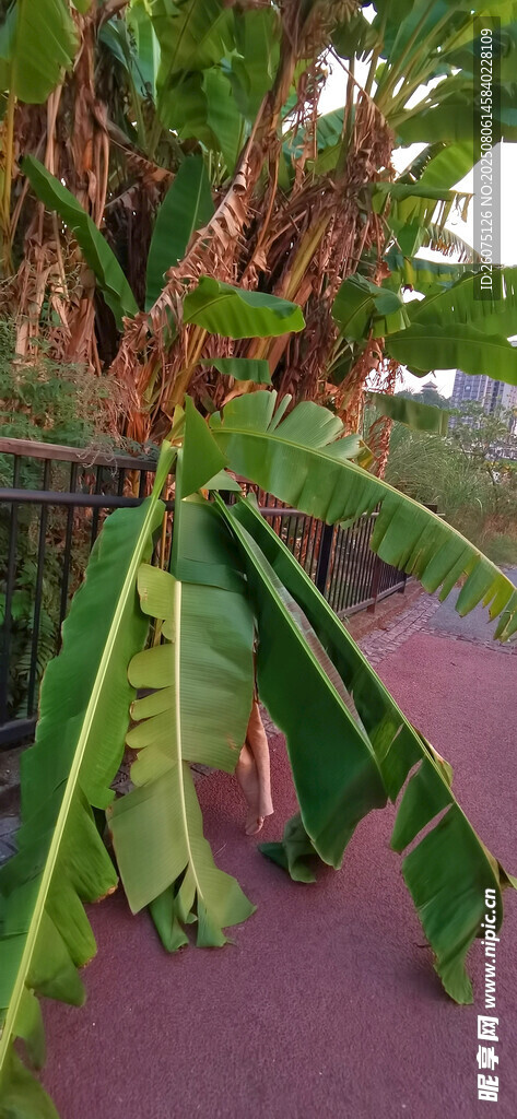 旅人蕉植株斷枝特寫