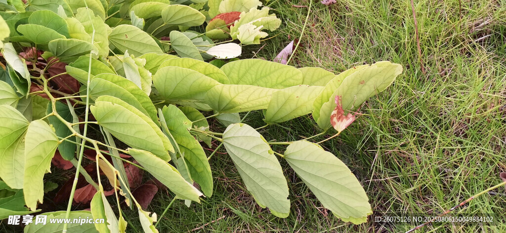 地上的嫩綠羊蹄甲葉片