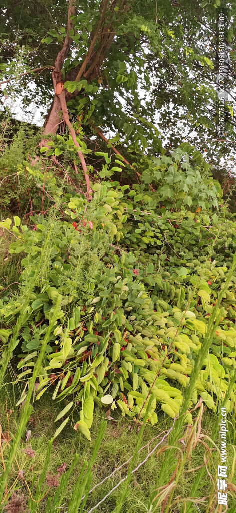 繁茂綠植斷樹(shù)枝掉落景觀