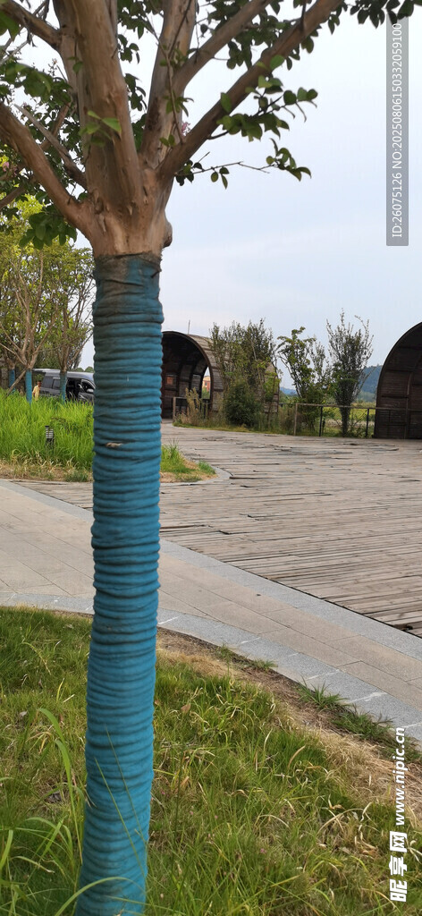 路邊藍(lán)色樹(shù)干的綠色小樹(shù)