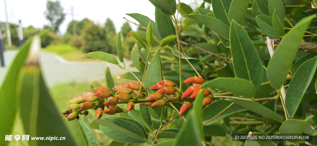 綠葉間的雞冠刺桐花枝