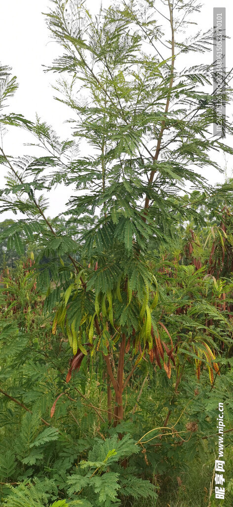 城郊銀合歡綠植景觀
