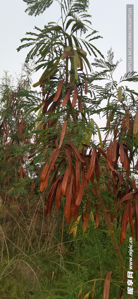 田野中掛滿果實(shí)的銀合歡植物