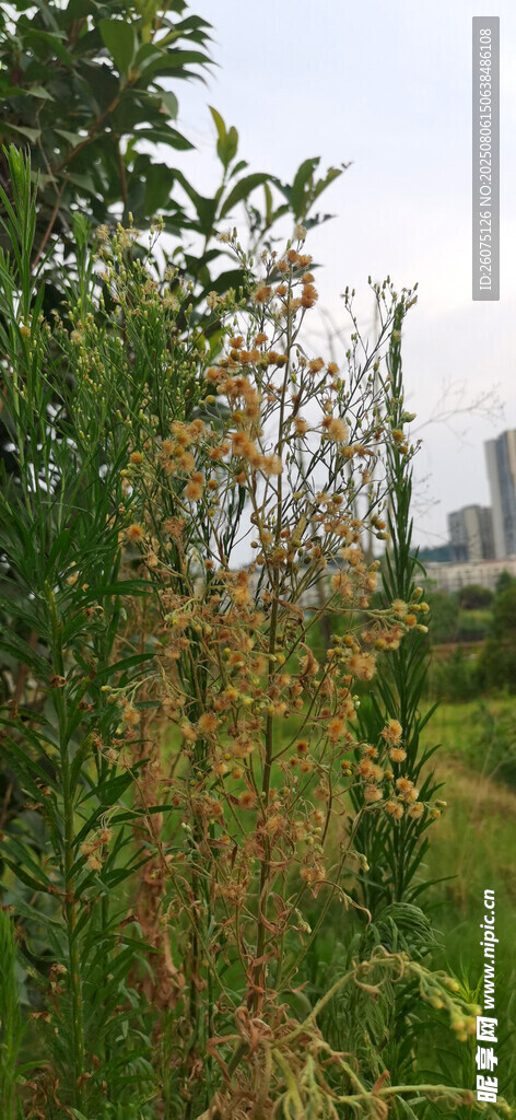 郊外綠植與遠處城市景觀