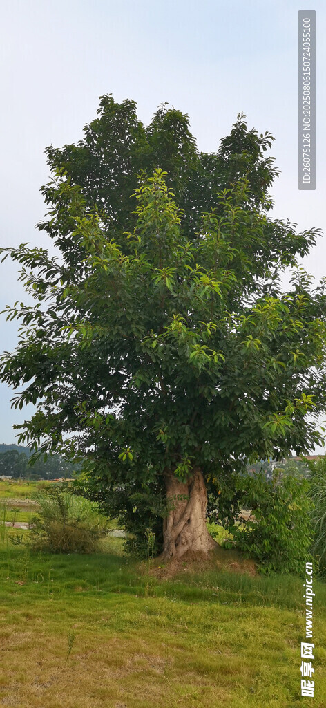 田野中的蔥郁大樹(shù)