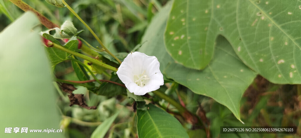 白色單朵野花綠葉相伴