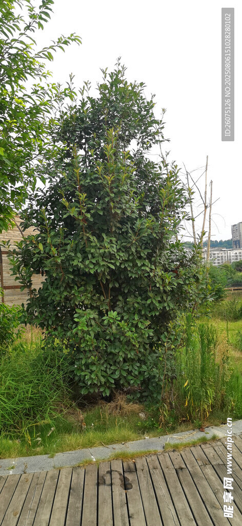 戶外木棧道旁的綠植景觀