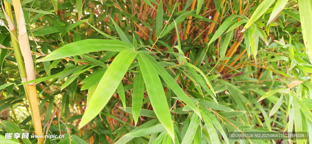 翠綠間的紅芽竹葉