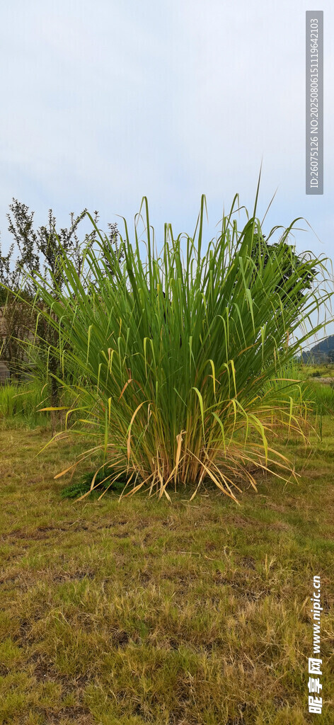 野外茂盛的綠色植物景觀