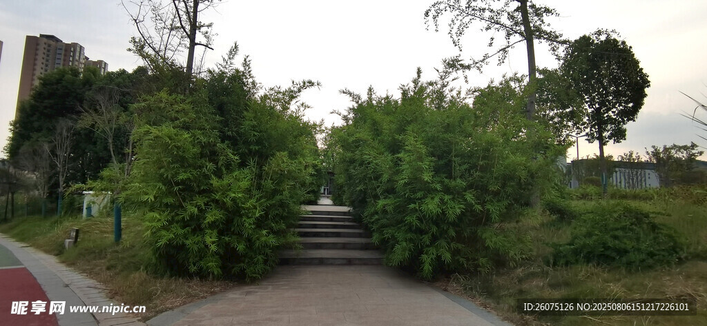 綠樹成蔭的靜謐小路