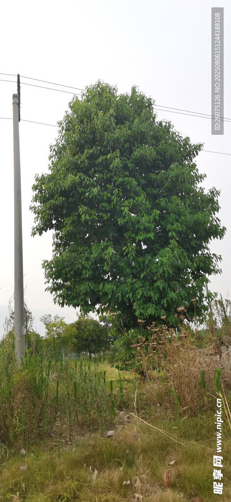 草地上的茂盛綠樹(shù)