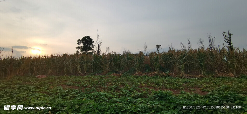 日落田野孤樹美景