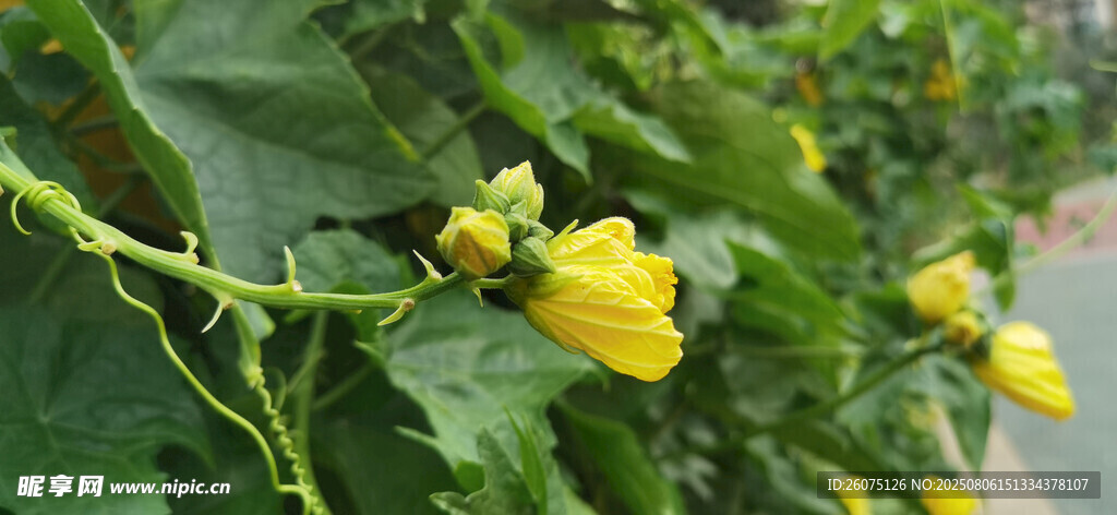 藤蔓上的黃色小花