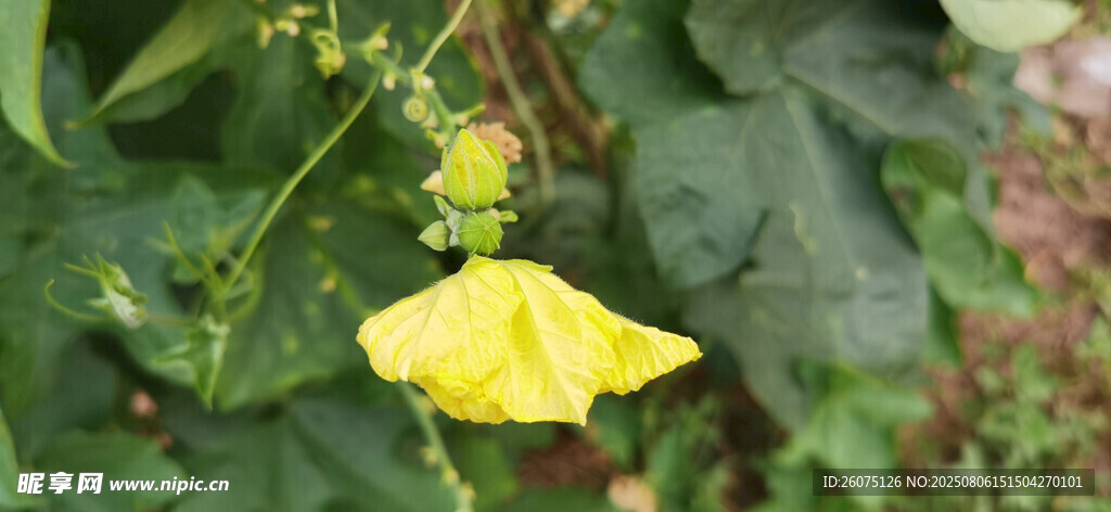 黃色南瓜花綻放綠葉間
