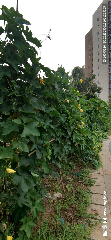 南瓜菜架綠植小徑旁的高聳建筑