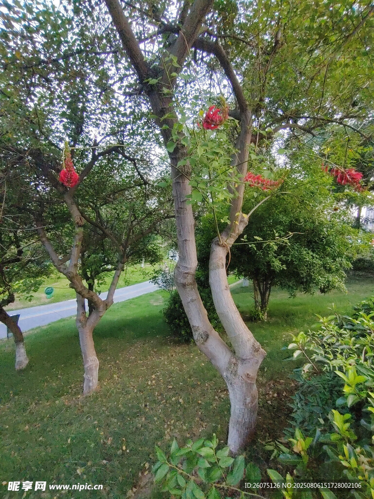 公園中彎曲樹(shù)枝上的紅花