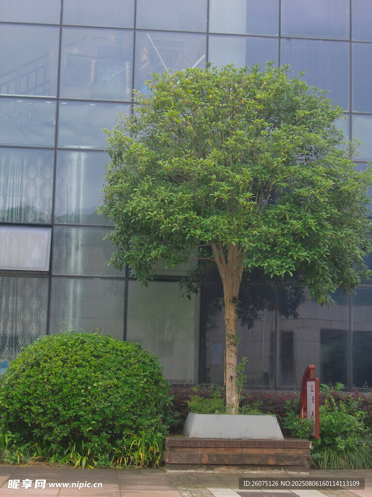 玻璃建筑前的綠樹與灌木