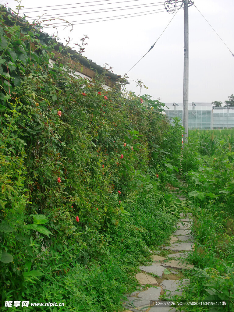 小徑穿綠植墻