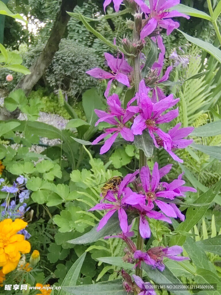 紫色花卉綻放于綠植間
