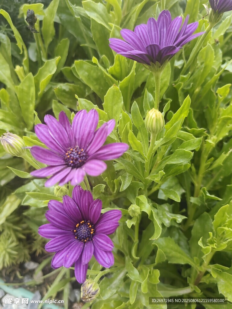 紫色綻放的美麗藍(lán)目菊