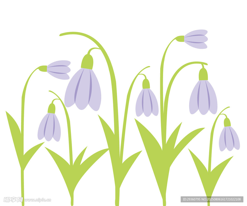 紫色鈴蘭花插畫