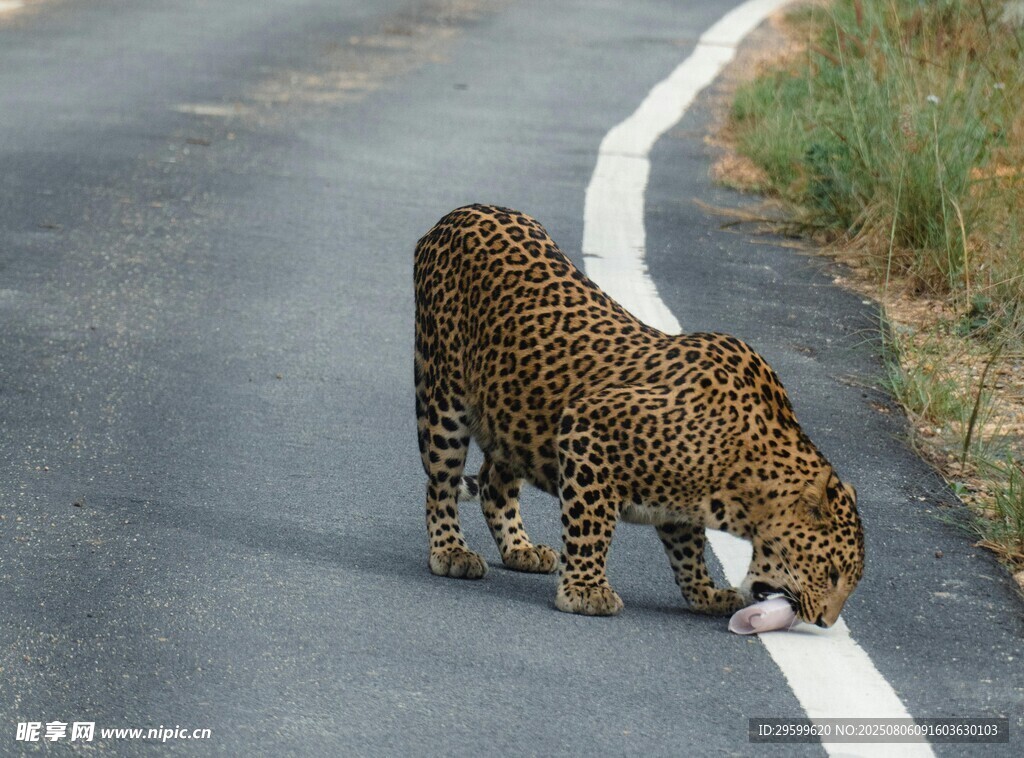 公路上的獵豹