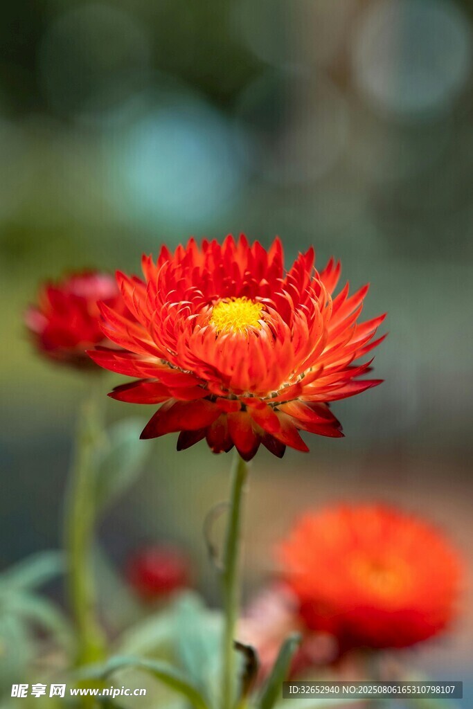 艷麗紅色雛菊