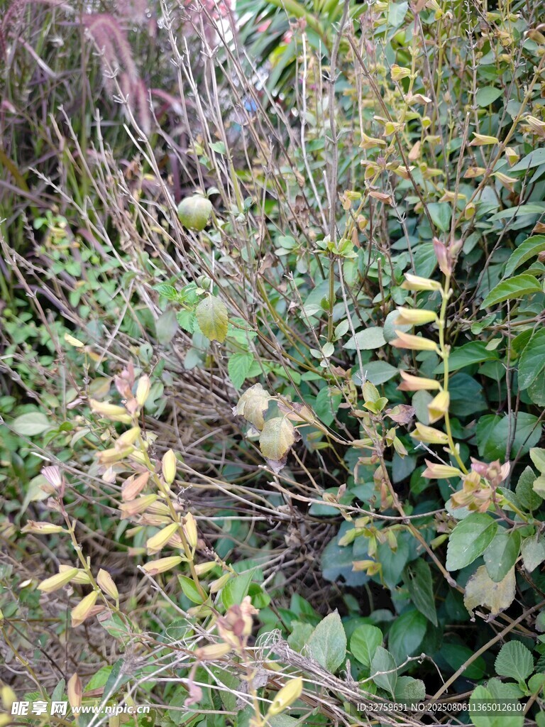 野外繁茂的綠色植物景觀