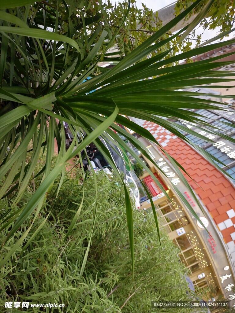 溫室中的繁茂綠植景觀