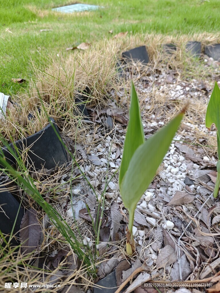 野外生長(zhǎng)的嫩綠植物